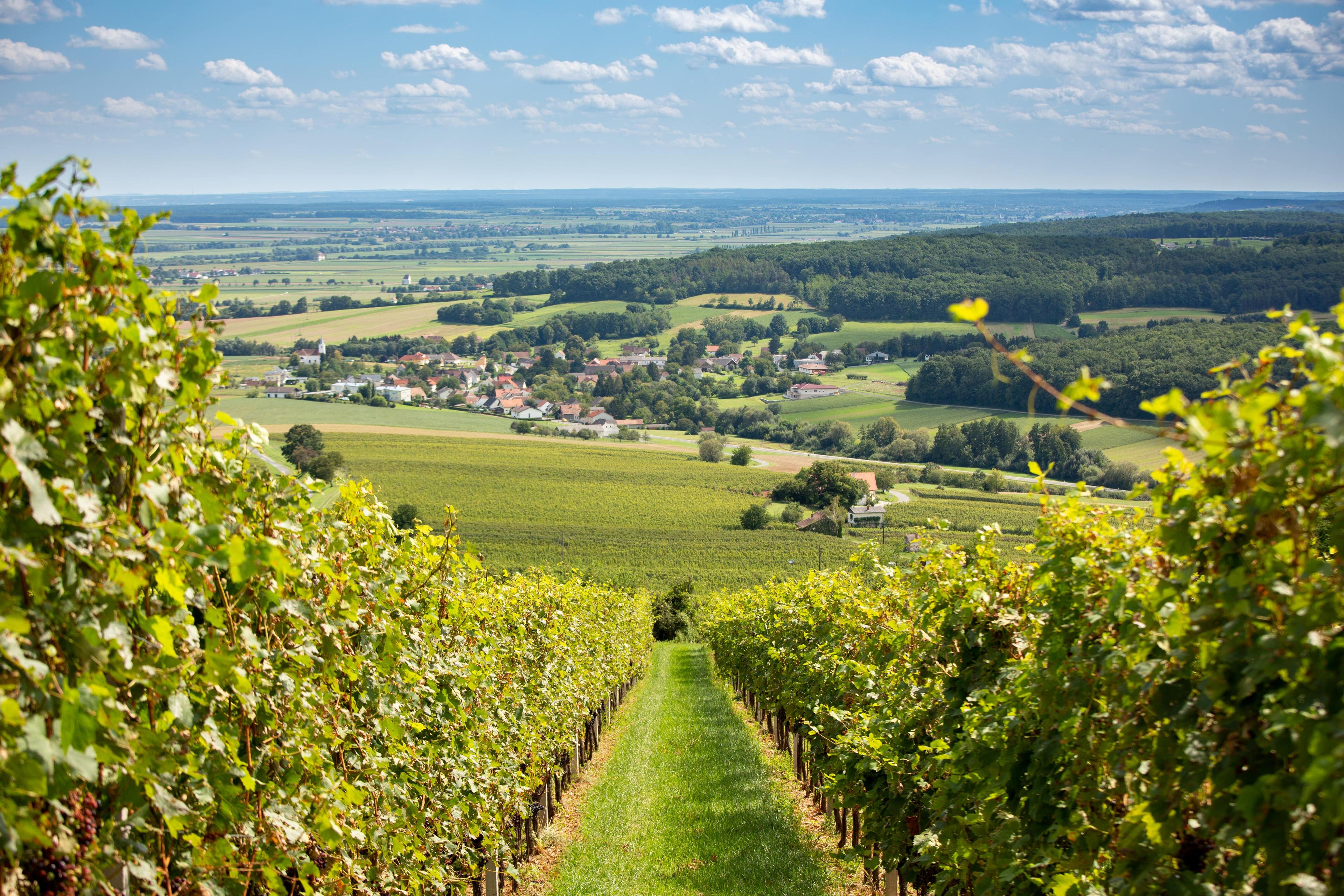 Weinberge im Burgenland Eine malerische Ansicht der Weinberge im Burgenland unter einem klaren blauen Himmel.