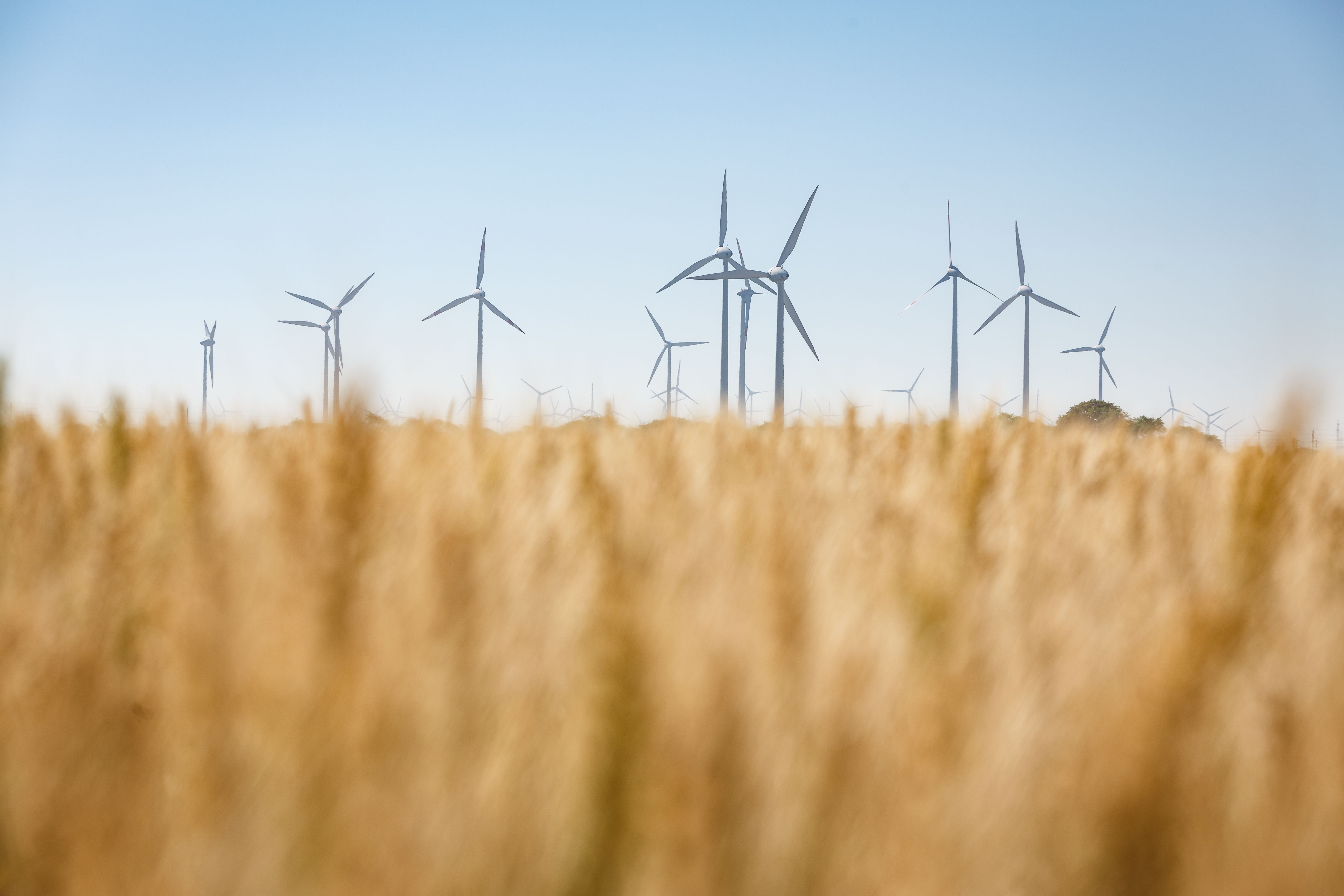 Windkraftanlagen hinter einem Getreidefeld.