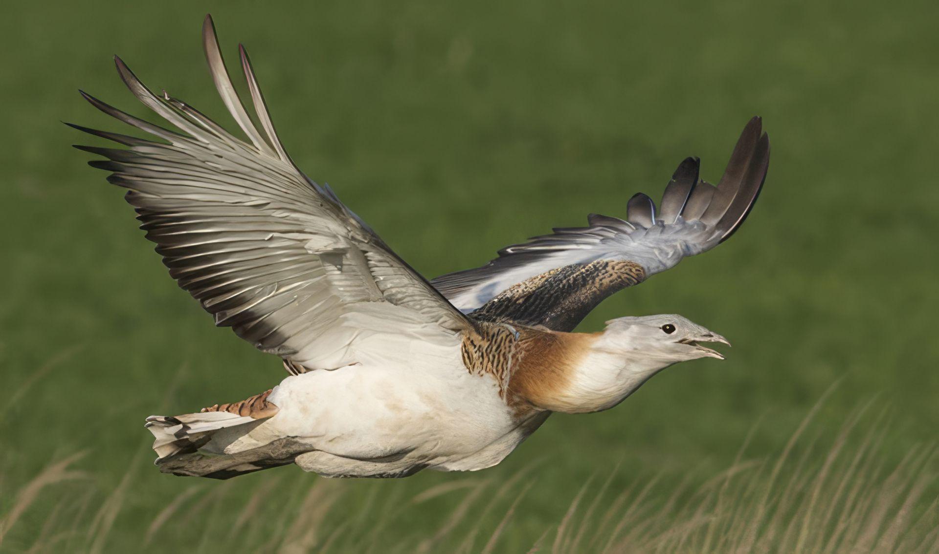 Ein Großer Brachvogel im Flug über grünes Grasland, die Flügel weit ausgebreitet.