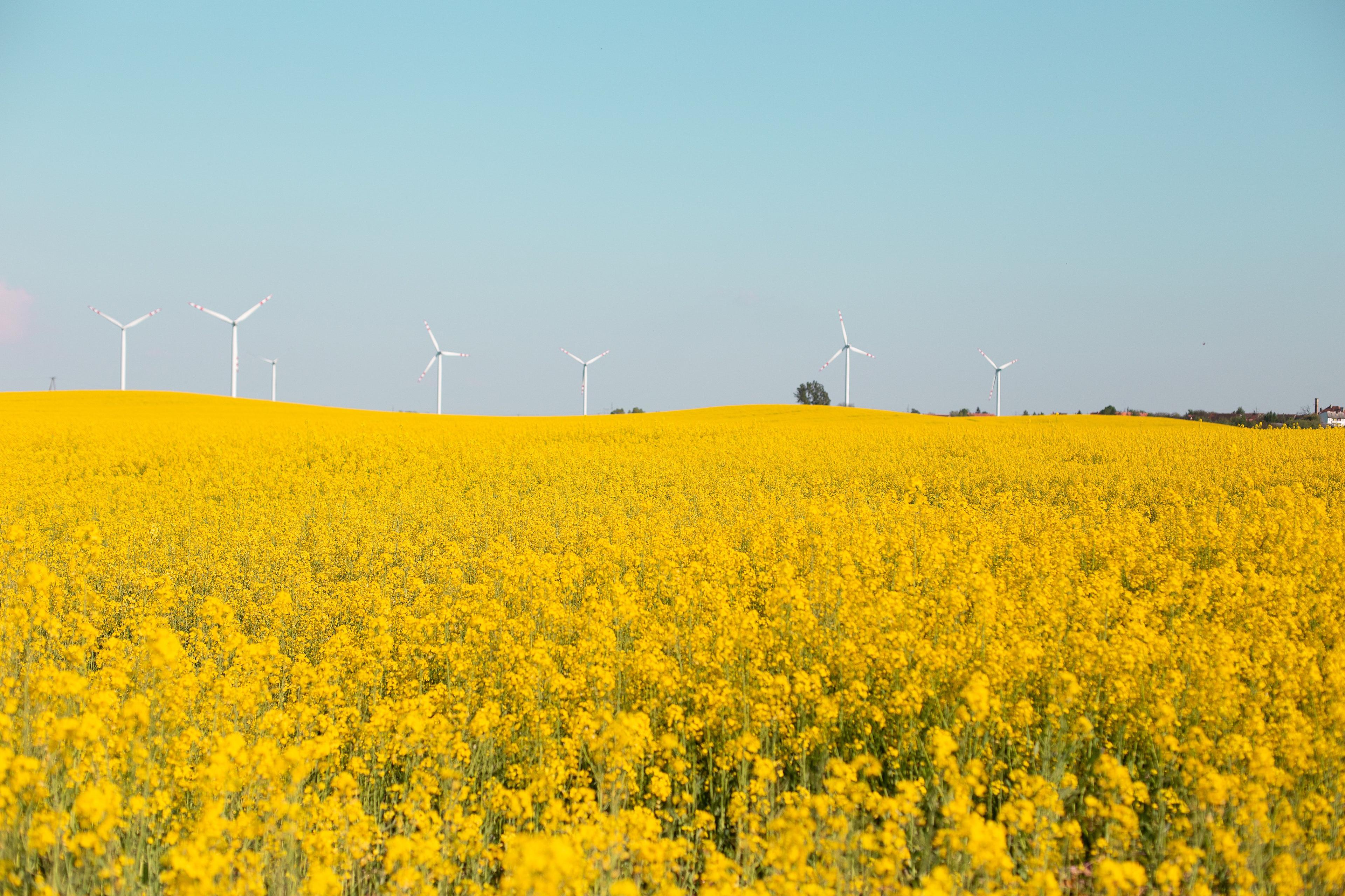 Windräder hinter einem blühenden Rapsfeld unter klarem blauem Himmel