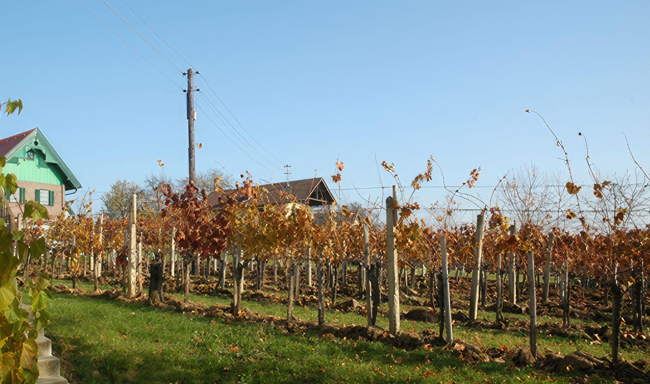 Niederspannungsnetz im Burgenland, Österreich mit herbstlichem Weinberg und Haus im Hintergrund